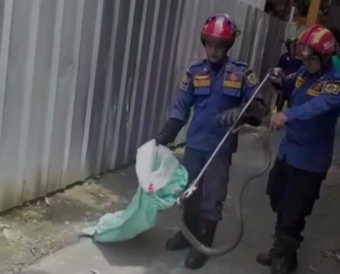 Warga di Kelurahan Tengah, Kabupaten Bogor, Jabar dihebohkan dengan kemunculan ular kobra. Ular tersebut muncul di sekitar pekarangan rumah warga. (dok Damkar Bogor)