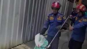 Kobra Keluar dari Persembunyian Hebohkan Warga Bogor, Damkar Evakuasi