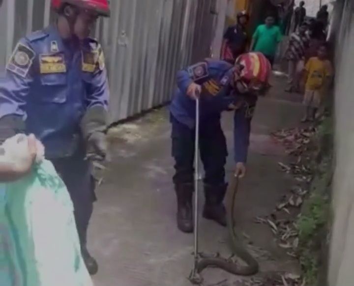 Warga di Kelurahan Tengah, Kabupaten Bogor, Jabar dihebohkan dengan kemunculan ular kobra. Ular tersebut muncul di sekitar pekarangan rumah warga. (dok Damkar Bogor)