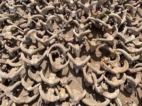 A view of around 2,000 mummified rams heads uncovered during excavation work carried out by an American mission from New York University- Institute for the Study of the Ancient World (ISAW) at the temple of Ramesses II in Abydos, Sohag Governorate, Egypt, in this handout image released on March 25, 2023. The Egyptian Ministry of Antiquities/Handout via REUTERS    THIS IMAGE HAS BEEN SUPPLIED BY A THIRD PARTY.