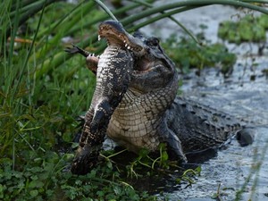 Seram! Fotografer Berhasil Abadikan Keganasan Aligator Kanibal