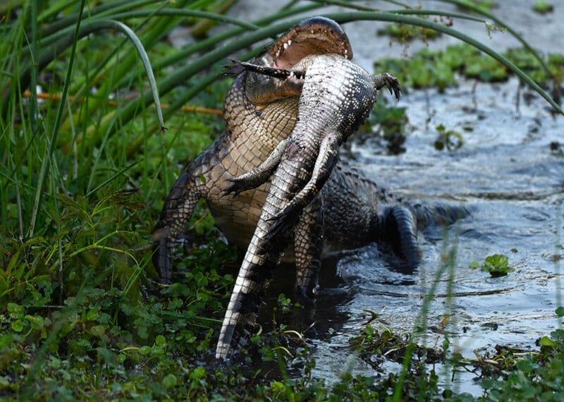 Aligator kanibal