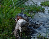 Aligator raksasa kanibal
