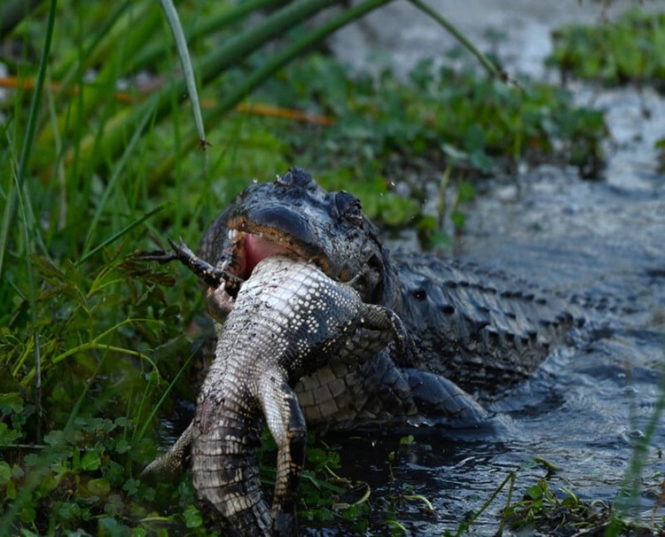 Aligator raksasa kanibal Aligator raksasa kanibal