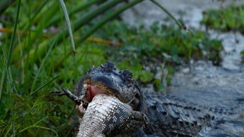 DAngelo mengungkap kalau posisi dirinya hanya berjarak tiga meter dari adegan kekerasan tersebut. Jantungnya pun berdebar kencang saat aksi berlangsung.Foto: Barbara DAngelo via Petapixel