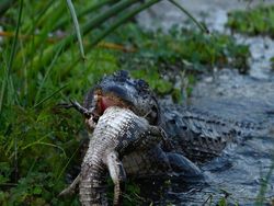 Detik-detik Aligator Kanibal Raksasa Lahap Aligator Kecil