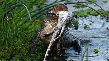 Saya tetap fokus pada mulut dan wajah aligator besar itu, tetapi juga pada matanya. Dia selalu memperhatikanku. Saya berdiri diam seperti pohon agar dia tidak menganggap saya sebagai ancaman. Foto: Barbara DAngelo via Petapixel
