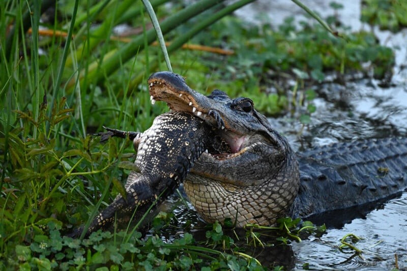 Aligator raksasa kanibal