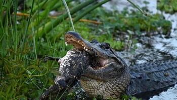 Menurut Kebun Binatang Nasional Smithsonian, panjang rata-rata aligator Amerika betina adalah 2,4 meter, untuk jantan 3,1 meter. Foto: Barbara DAngelo via Petapixel