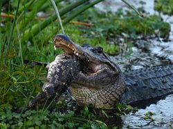 Detik-detik Aligator Kanibal Raksasa Lahap Aligator Kecil