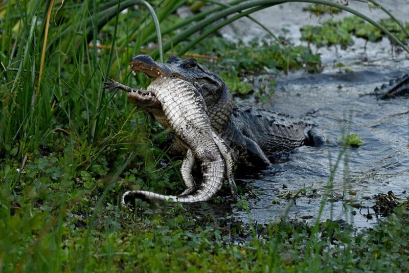 Aligator raksasa kanibal