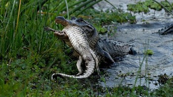 Barbara DAngelo mengaku pernah memotret aligator yang memakan hewan sebelumnya. Tetapi yang disantap aligator adalah ikan dan bebek. Foto: Barbara DAngelo via Petapixel