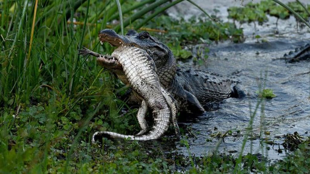 Detik-detik Aligator Kanibal Raksasa Lahap Aligator Kecil