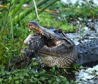 Aligator raksasa kanibal