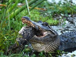 Detik-detik Aligator Kanibal Raksasa Lahap Aligator Kecil