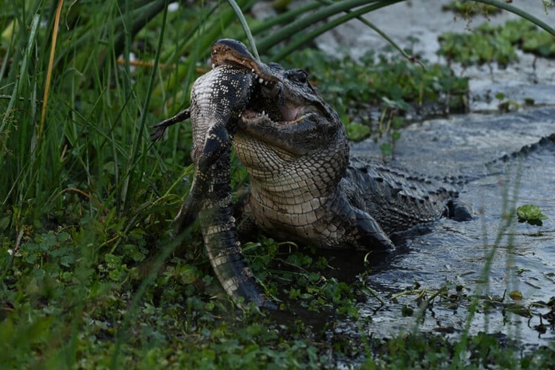 Aligator raksasa kanibal