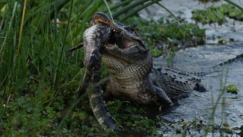 DAngelo yang secara teratur memotret alam dan luar ruangan. Dia mengambil foto menggunakan Nikon Z7 II dengan lensa Nikon 200-500mm. Foto: Barbara DAngelo via Petapixel
