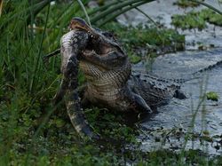 Detik-detik Aligator Kanibal Raksasa Lahap Aligator Kecil