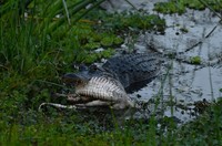 Aligator raksasa kanibal