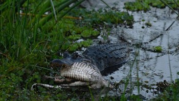 Aligator besar terkenal memakan aligatir yang lebih kecil, katanya kepada Newsweek . Namun, terjadinya hal ini dapat sedikit berbeda, sebagian karena pilihan makanan lain yang tersedia dan sebagian karena apakah aligator besar memiliki akses ke aligatir yang lebih kecil. Foto: Barbara DAngelo via Petapixel