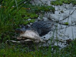 Detik-detik Aligator Kanibal Raksasa Lahap Aligator Kecil
