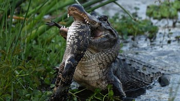 Tapi aku melihat buaya ini memasukkan mangsanya ke dalam mulutnya dan membanting sisa tubuh dan ekornya seperti cambuk. ujar sang fotografer. Foto: Barbara DAngelo via Petapixel