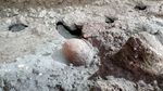 Potret Artefak Berusia 2.000 Tahun yang Baru Digali di Pompeii