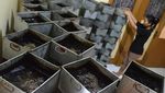 Berkah Ramadan, Produksi Cincau di Aceh Meningkat