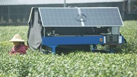 Robot ini memetik pucuk teh West Lake Longjing bersama dengan pemetik teh.