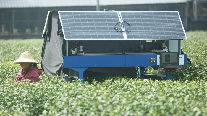 HANGZHOU, CHINA - MARCH 28, 2023 - An AI tea picking robot picks the buds of West Lake Longjing tea at a tea plantation in the first Class Reserve of the origin of West Lake Longjing Tea in Hangzhou, Zhejiang province, China, March 28, 2023. An AI tea picking robot has been put into use in a tea garden in the first-class reserve of West Lake Longjing tea origin, picking the buds of West Lake Longjing tea together with tea pickers. It is understood that the AI tea picking robot can accurately identify tea buds through image recognition and artificial intelligence algorithm, so as to ensure that it can correctly pick the buds of West Lake Longjing tea. At the same time, the AI tea picking robot also uses photovoltaic power generation technology, which can realize 24 hours of green and environmental protection continuous tea picking. (Photo credit should read CFOTO/Future Publishing via Getty Images)