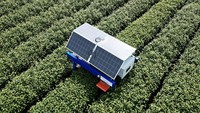 Dapat dipahami bahwa robot pemetik teh AI tersebut secara akurat dapat mengidentifikasi kuncup teh melalui pengenalan gambar dan algoritme kecerdasan buatan. 