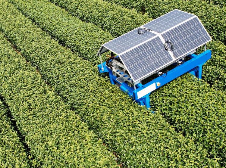 Canggih, Robot Pemetik Teh di China Ini Pakai Teknologi Fotovoltaik