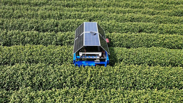 Canggih, Robot Pemetik Teh di China Ini Pakai Teknologi Fotovoltanik HANGZHOU, CHINA - MARCH 28, 2023 - An AI tea picking robot picks the buds of West Lake Longjing tea at a tea plantation in the first Class Reserve of the origin of West Lake Longjing Tea in Hangzhou, Zhejiang province, China, March 28, 2023. An AI tea picking robot has been put into use in a tea garden in the first-class reserve of West Lake Longjing tea origin, picking the buds of West Lake Longjing tea together with tea pickers. It is understood that the AI tea picking robot can accurately identify tea buds through image recognition and artificial intelligence algorithm, so as to ensure that it can correctly pick the buds of West Lake Longjing tea. At the same time, the AI tea picking robot also uses photovoltaic power generation technology, which can realize 24 hours of green and environmental protection continuous tea picking. (Photo credit should read CFOTO/Future Publishing via Getty Images)