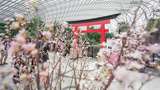Buat Liburan Berkesan, Indahnya Bunga Sakura Bermekaran Ada di Singapura