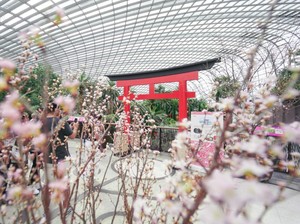 Buat Liburan Berkesan, Indahnya Bunga Sakura Bermekaran Ada di Singapura