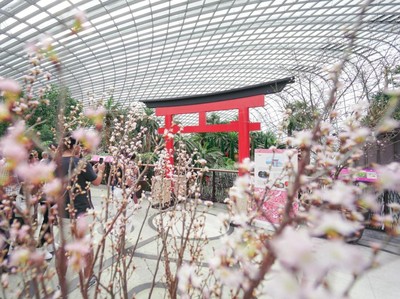 Buat Liburan Berkesan, Indahnya Bunga Sakura Bermekaran Ada di Singapura