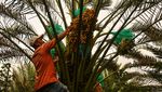 Melihat Kebun Kurma di Tanah Karo