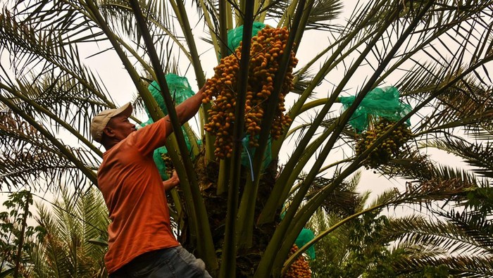 Pekerja memanen buah kurma di Desa Kutambaru, Tiganderket, Karo, Sumatera Utara, Senin (27/3/2023). Kebun kurma yang berada di ketinggian 750 meter di atas permukaan laut (mdpl) dan memiliki luas 1,8 hektar tersebut ditanami 200 batang pohon kurma yang terdiri dari 165 batang pohon kurma betina dan 35 batang pohon kurma jantan. ANTARA FOTO/Fransisco Carolio/rwa.