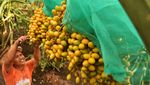 Melihat Kebun Kurma di Tanah Karo