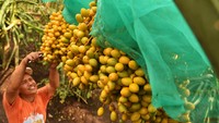 Kebun ini ditanami 200 pohon kurma yang terdiri dari 165 pohon kurma betina dan 35 pohon kurma jantan. 
