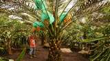 Melihat Kebun Kurma di Tanah Karo