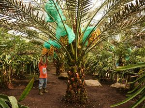 Melihat Kebun Kurma di Tanah Karo
