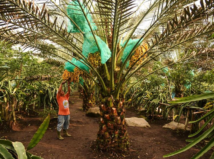 Melihat Kebun Kurma di Tanah Karo