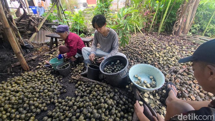 Petani kolang-kaling di Desa Terlaya, Kecamatan Bantarkawung, Kabupaten Brebes, Jawa Tengah