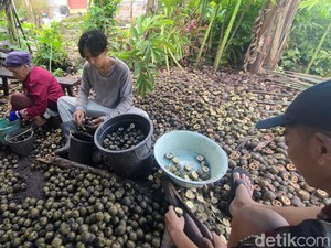 Berkah Ramadan, Petani Desa Terlaya Brebes Raup Cuan dari Kolang-kaling
