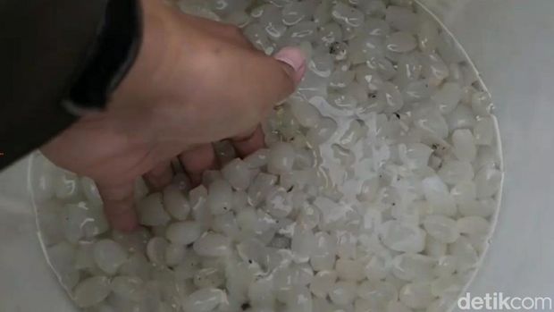 Petani kolang-kaling di Desa Terlaya, Kecamatan Bantarkawung, Kabupaten Brebes, Jawa Tengah