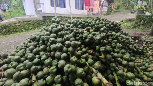 Petani kolang-kaling di Desa Terlaya, Kecamatan Bantarkawung, Kabupaten Brebes, Jawa Tengah