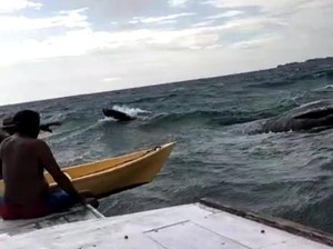 Paus 10 Meter Ditemukan Nelayan Mati Mengapung di Perairan Kangean Sumenep