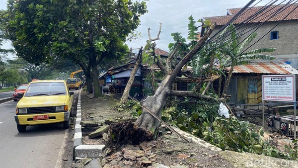 Kala Gergaji Mesin Petugas Beradu dengan Pohon Tumbang di Bandung