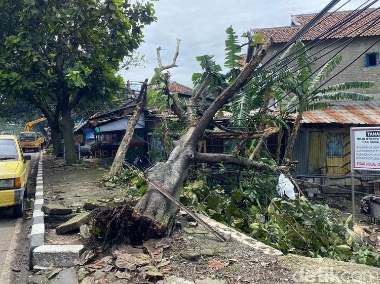 Kala Gergaji Mesin Petugas Beradu dengan Pohon Tumbang di Bandung